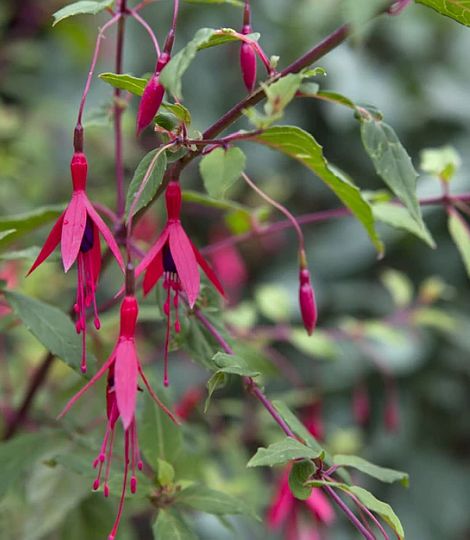 Fuchsia magellanica